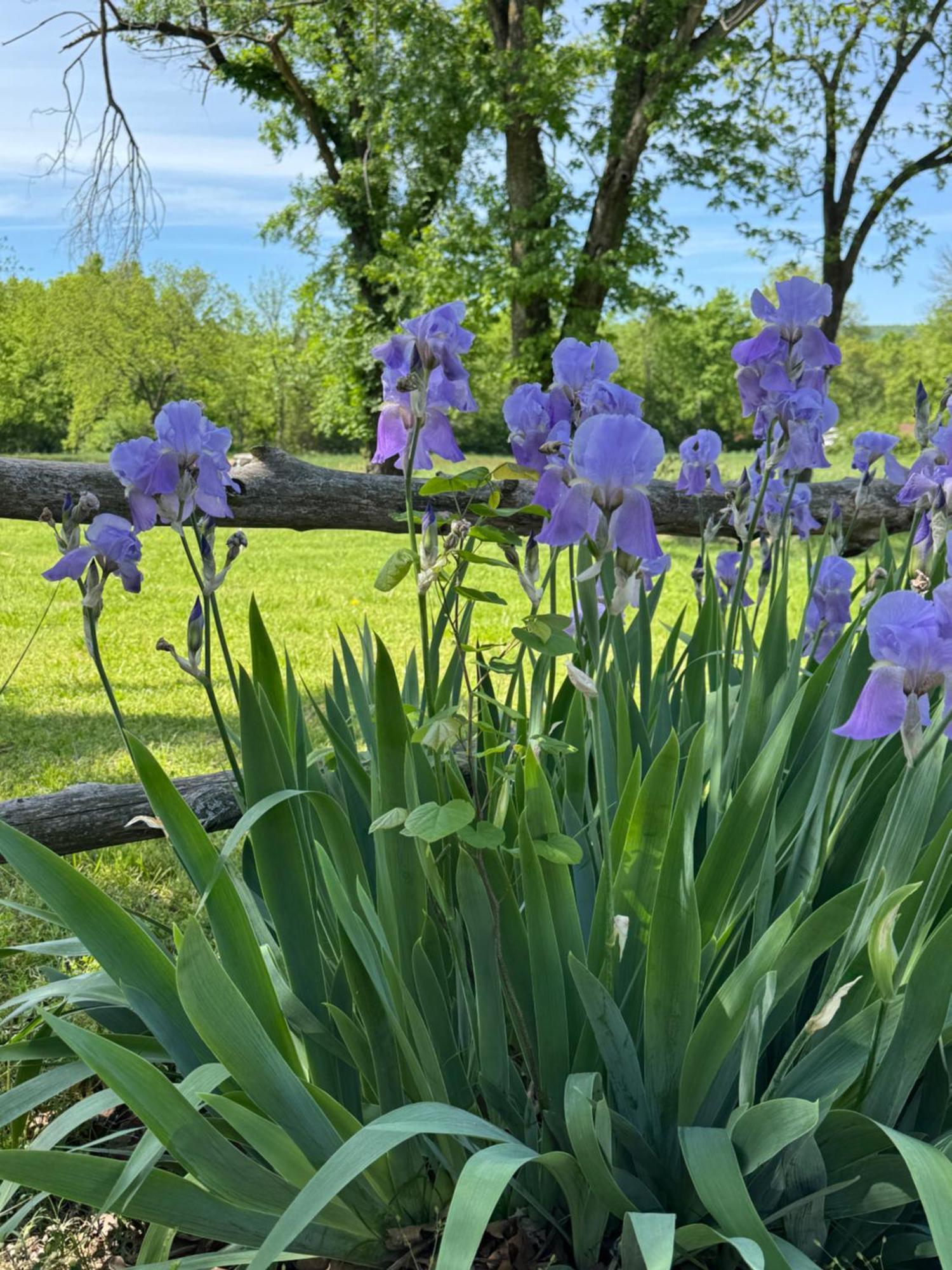 Ozark Country Inn 芒廷维尤 外观 照片