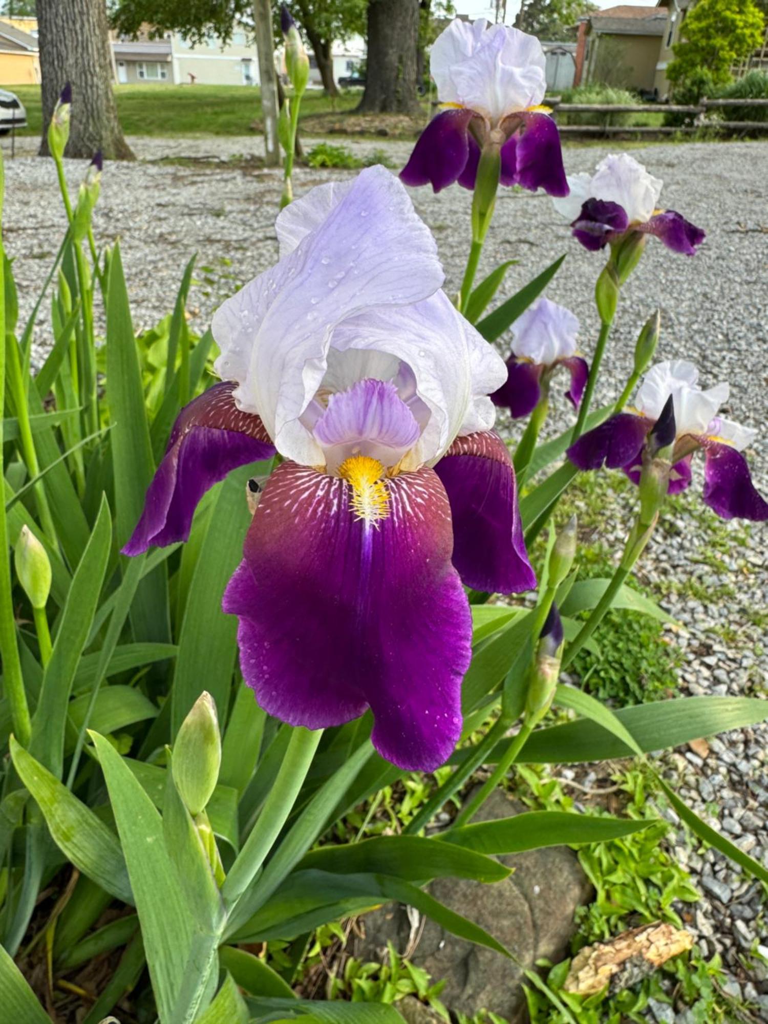 Ozark Country Inn 芒廷维尤 外观 照片